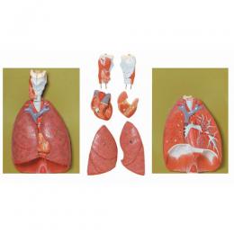 心臓・横隔膜・喉・頭および肺模型