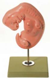 胎児模型