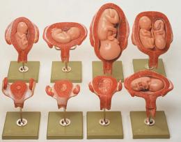 妊娠過程模型