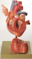心臓模型