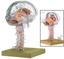 透明脳模型